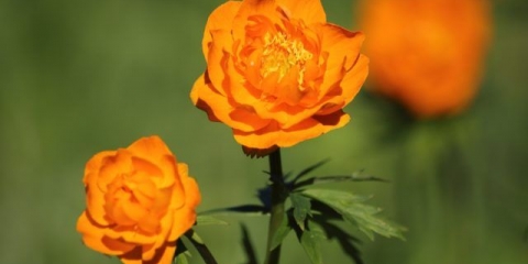 Azijski kupaći kostim: fotografija i opis